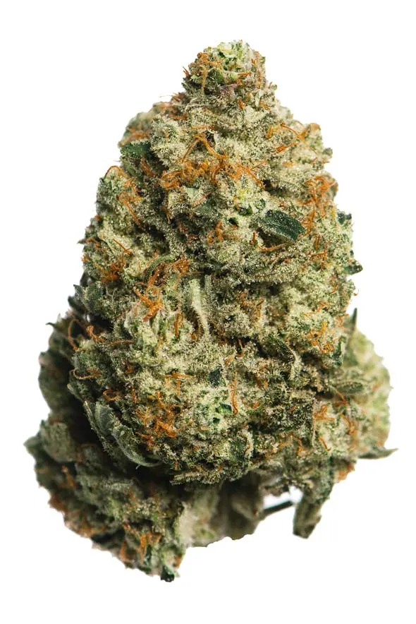 Horchata Strain | Backpackboyz - Image 3
